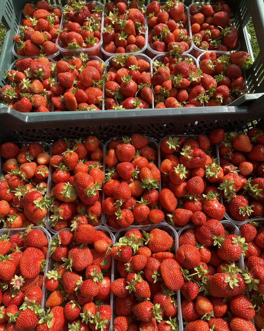 Dėžės su sukrautomis šviežių braškių pakuotėmis lauke